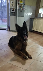 vom Trojangold, hodowla Owczarków Niemieckich Długowłosych