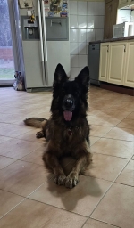 vom Trojangold, hodowla Owczarków Niemieckich Długowłosych