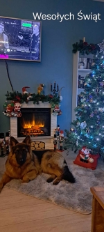 vom Trojangold, hodowla Owczarków Niemieckich Długowłosych