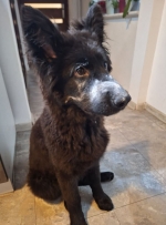 vom Trojangold, hodowla Owczarków Niemieckich Długowłosych