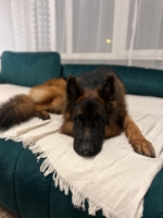 vom Trojangold, hodowla Owczarków Niemieckich Długowłosych