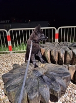 vom Trojangold, hodowla Owczarków Niemieckich Długowłosych