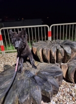 vom Trojangold, hodowla Owczarków Niemieckich Długowłosych