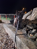 vom Trojangold, hodowla Owczarków Niemieckich Długowłosych