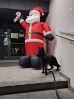 vom Trojangold, hodowla Owczarków Niemieckich Długowłosych