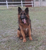 vom Trojangold, hodowla Owczarków Niemieckich Długowłosych