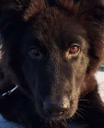 vom Trojangold, hodowla Owczarków Niemieckich Długowłosych