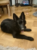 vom Trojangold, hodowla Owczarków Niemieckich Długowłosych