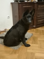 vom Trojangold, hodowla Owczarków Niemieckich Długowłosych