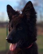 vom Trojangold, hodowla Owczarków Niemieckich Długowłosych