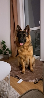 vom Trojangold, hodowla Owczarków Niemieckich Długowłosych