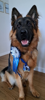 vom Trojangold, hodowla Owczarków Niemieckich Długowłosych