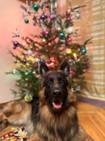 vom Trojangold, hodowla Owczarków Niemieckich Długowłosych