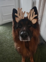 vom Trojangold, hodowla Owczarków Niemieckich Długowłosych