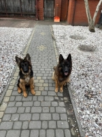 vom Trojangold, hodowla Owczarków Niemieckich Długowłosych