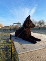 vom Trojangold, hodowla Owczarków Niemieckich Długowłosych