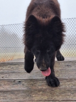 vom Trojangold, hodowla Owczarków Niemieckich Długowłosych