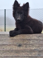 vom Trojangold, hodowla Owczarków Niemieckich Długowłosych