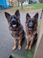 vom Trojangold, hodowla Owczarków Niemieckich Długowłosych