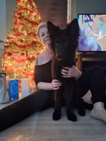 vom Trojangold, hodowla Owczarków Niemieckich Długowłosych