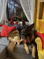 vom Trojangold, hodowla Owczarków Niemieckich Długowłosych