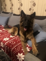 vom Trojangold, hodowla Owczarków Niemieckich Długowłosych