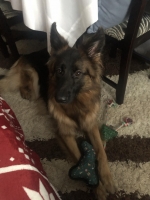 vom Trojangold, hodowla Owczarków Niemieckich Długowłosych