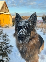 vom Trojangold, hodowla Owczarków Niemieckich Długowłosych