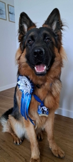 vom Trojangold, hodowla Owczarków Niemieckich Długowłosych