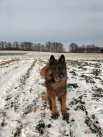 vom Trojangold, hodowla Owczarków Niemieckich Długowłosych