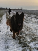 vom Trojangold, hodowla Owczarków Niemieckich Długowłosych