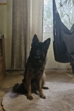 vom Trojangold, hodowla Owczarków Niemieckich Długowłosych