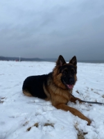 vom Trojangold, hodowla Owczarków Niemieckich Długowłosych