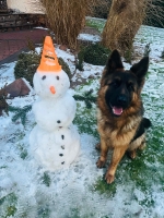 vom Trojangold, hodowla Owczarków Niemieckich Długowłosych