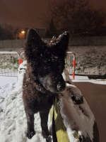 vom Trojangold, hodowla Owczarków Niemieckich Długowłosych