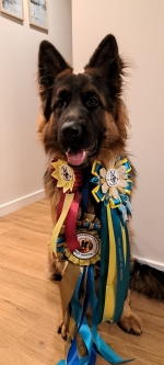 vom Trojangold, hodowla Owczarków Niemieckich Długowłosych