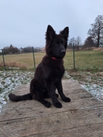 vom Trojangold, hodowla Owczarków Niemieckich Długowłosych