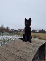 vom Trojangold, hodowla Owczarków Niemieckich Długowłosych