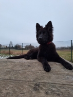 vom Trojangold, hodowla Owczarków Niemieckich Długowłosych