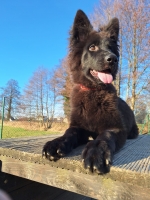 vom Trojangold, hodowla Owczarków Niemieckich Długowłosych