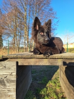 vom Trojangold, hodowla Owczarków Niemieckich Długowłosych