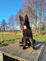 vom Trojangold, hodowla Owczarków Niemieckich Długowłosych