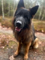 vom Trojangold, hodowla Owczarków Niemieckich Długowłosych