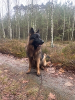 vom Trojangold, hodowla Owczarków Niemieckich Długowłosych