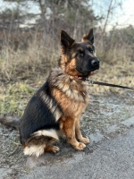 vom Trojangold, hodowla Owczarków Niemieckich Długowłosych