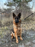 vom Trojangold, hodowla Owczarków Niemieckich Długowłosych