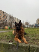 vom Trojangold, hodowla Owczarków Niemieckich Długowłosych