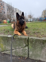 vom Trojangold, hodowla Owczarków Niemieckich Długowłosych