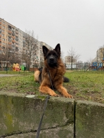 vom Trojangold, hodowla Owczarków Niemieckich Długowłosych