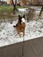 vom Trojangold, hodowla Owczarków Niemieckich Długowłosych